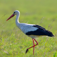 Weißstorch Weißstorch