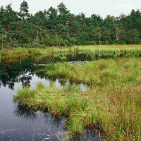 Hochmoor, ein nach der FFH-Richtlinie geschützter Lebensraumtyp Hochmoor, ein nach der FFH-Richtlinie geschützter Lebensraumtyp