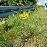 Kreuzkräuter auf Straßengrünfläche