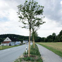 Die verpflanzten Robinien am neuen Standort an der Kreisstraße LAs 14